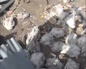 استهداف مزرعة دجاج في سنحان (3)