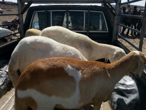 قرية حصن زيد مخلاف منقذه ذمار (12)