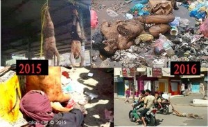 12801286_1136419273058248_4320311793461321161_n1