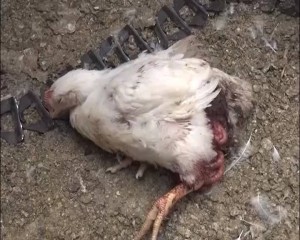 استهداف مزرعة دجاج في سنحان (10)