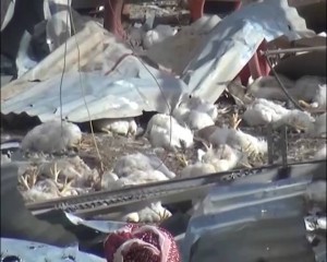 استهداف مزرعة دجاج في سنحان (2)