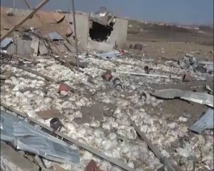 استهداف مزرعة دجاج في سنحان (8)