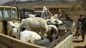 قافلة ابناء الجميمة محافظة حجة (2)