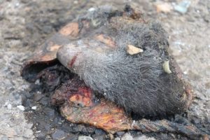 %d9%85%d8%ac%d8%b2%d8%b1%d8%a9-%d8%a7%d9%84%d8%b9%d8%b2%d8%a7%d8%a1-%d9%81%d9%8a-%d8%a7%d9%84%d8%b5%d8%a7%d9%84%d8%a9-%d8%a7%d9%84%d9%83%d8%a8%d8%b1%d9%898