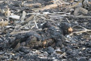 %d9%85%d8%ac%d8%b2%d8%b1%d8%a9-%d8%a7%d9%84%d8%b9%d8%b2%d8%a7%d8%a1-%d9%81%d9%8a-%d8%a7%d9%84%d8%b5%d8%a7%d9%84%d8%a9-%d8%a7%d9%84%d9%83%d8%a8%d8%b1%d9%899