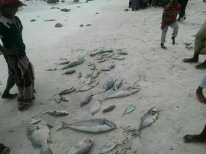 الاحتلال الإماراتي يتسبب بنفوق الالاف من الاسماك الكبيرة والصغيرة في شواطئ جزيزة سقطرى. 